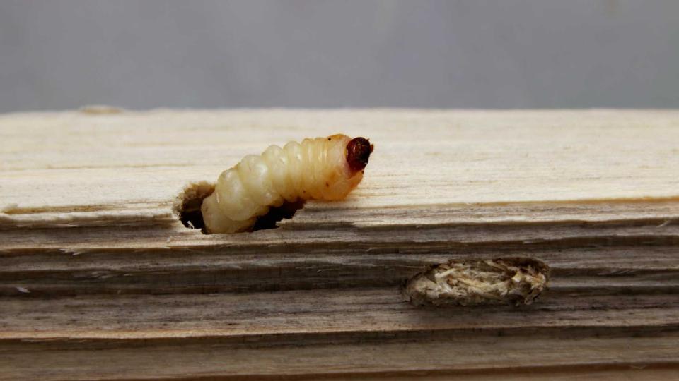 Houtworm
