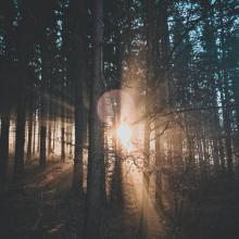 Hout is een belangrijk wapen tegen de klimaatverandering