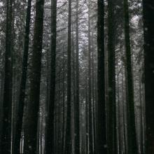 FSC boscertificaat